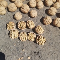 大量辽一核桃质量保证