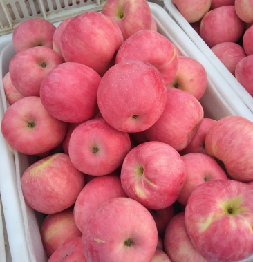 红王将苹果今天价格不高