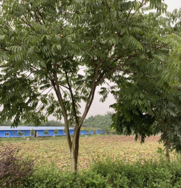 无患子515公分原生苗木