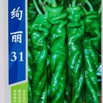 辣椒种子绚丽31螺丝椒种子早熟性好大果型辣味浓口感佳