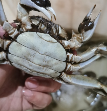 湖北汈汊湖母大闸蟹母2.0～3.5鲜活生猛螃蟹