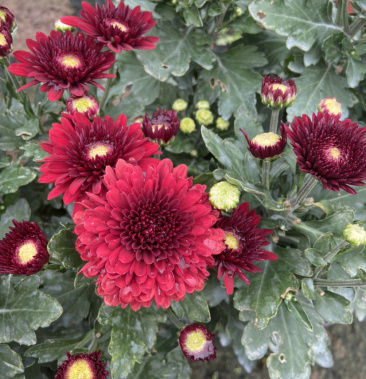 山东菊花九月菊乒乓球菊一盆多颗多头大菊花卉