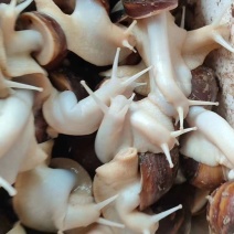 白玉蜗牛中华白玉蜗牛肉