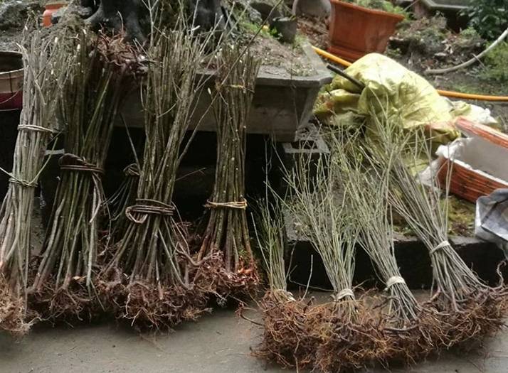 李子嫩枝扦插环境控制示意图