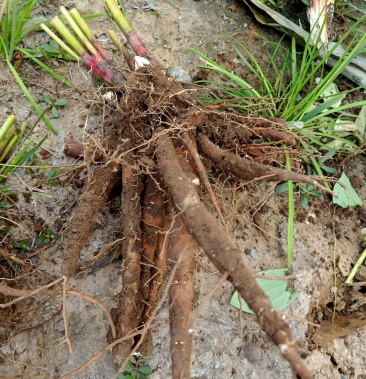 芍藥根三年生量大