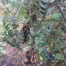自然熟山豆根种子筛选颗颗饱满欢迎下单