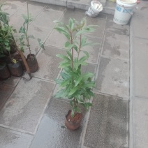 八角苗出售出售八角苗