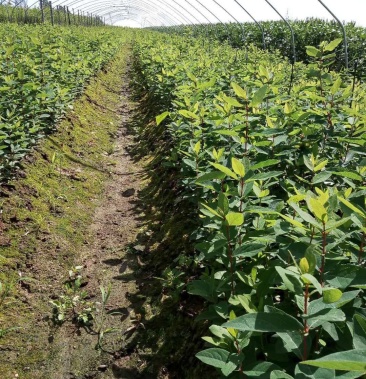 蓝靛果苗.基地直发.量大优惠.需要的联系.