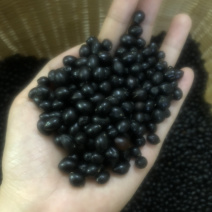 山豆根种子自然熟发芽率高颗颗饱满
