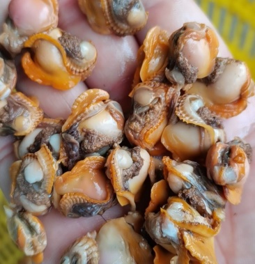 生猛红螺壳加工成 冰鲜红螺肉