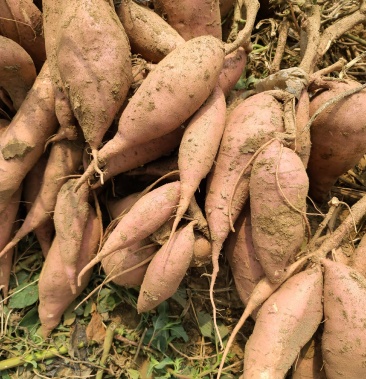 龙薯九号七两以上大瓜商品,可以分拣多个规格