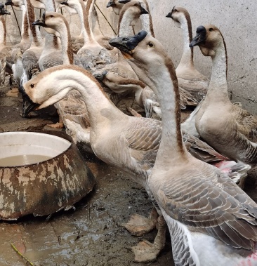狮头鹅狮头鹅苗标价为斤请私信