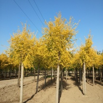 大量销售8-15公分高接金叶榆，移植苗，易成活，树形好，