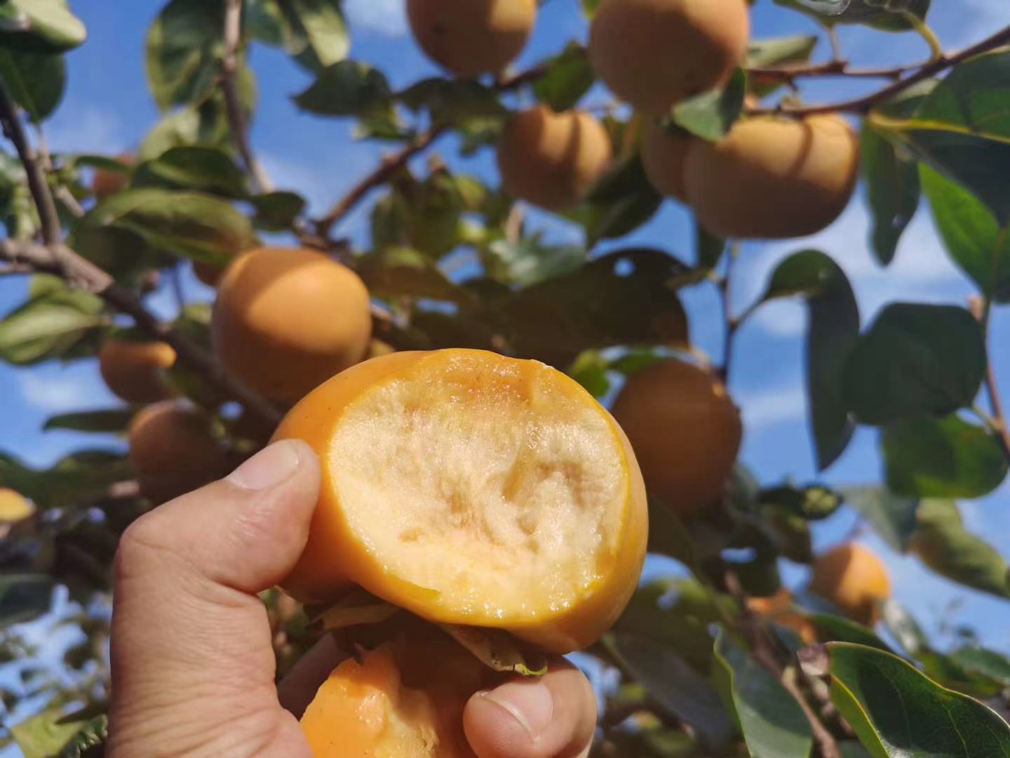 太秋甜柿果园实景