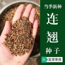 【连翘种子】新采收包发芽药用绿化均可免费提供种植技术