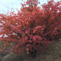 【黄栌种子】纯新采收颗粒饱满发芽率高提供种植技术