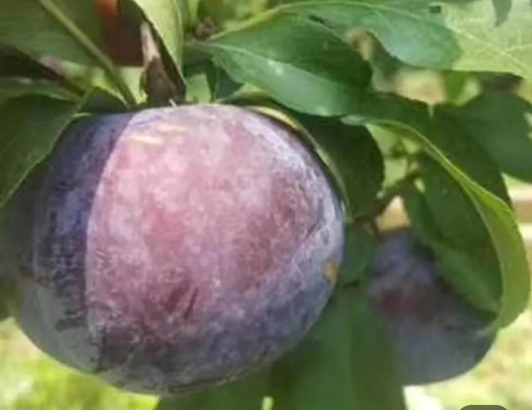 野樱桃李植株与果实特写