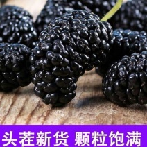新疆桑葚干干净罐装无沙桑果干