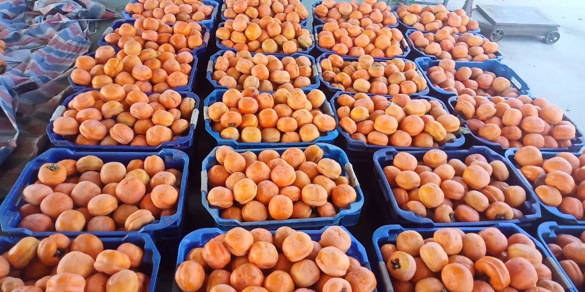 一位穿着工作服的果农正在秋季的柿子园中采摘成熟的磨盘柿子,树枝上挂满橙红色果实,部分果实带有典型的磨盘状缢痕,果篮中堆满新鲜采摘的柿子,背景为连片的山坡果园,天空晴朗,体现原产地生态 农户在果园中采摘磨盘柿子的场景