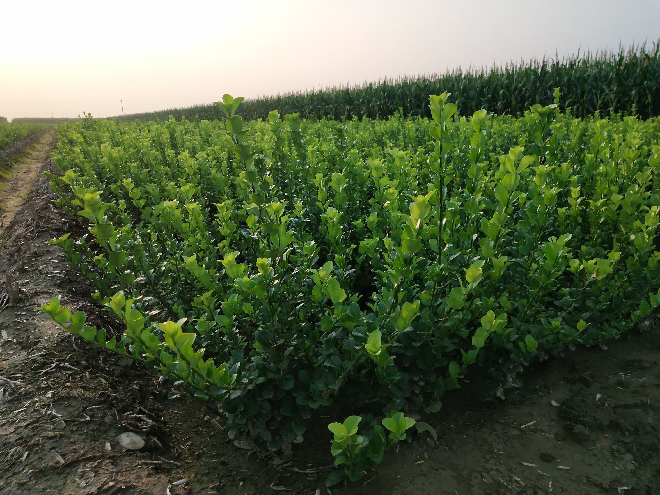 雏菊灌溉系统示意图