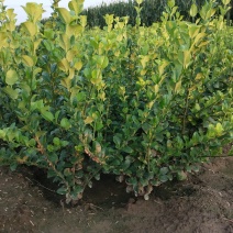 自家苗圃大量出售60公分高卫茅