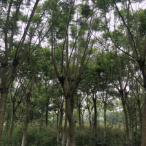 蓝花楹15公分（4-7层货）