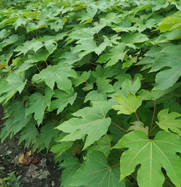 油桐苗,木子苗大量精品苗木出售