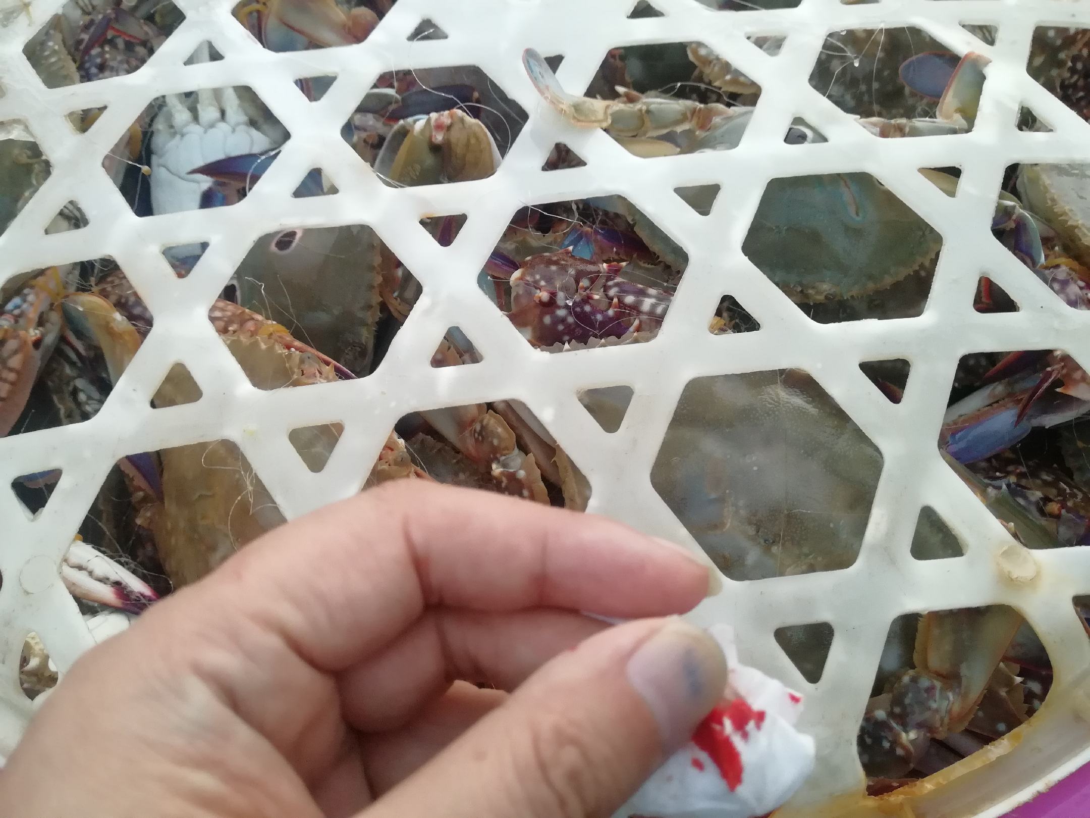远洋渔船在南海作业,渔民正在整理延绳钓具,桶中盛放鲜活的远海梭子蟹,背甲呈蓝绿色带斑点,步足完整无损 远海梭子蟹捕捞场景