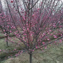 苗圃供应绿化工程苗红梅绿梅5-10公分树苗行道树