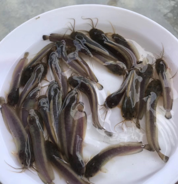 本地三黄塘虱苗本地塘国鱼