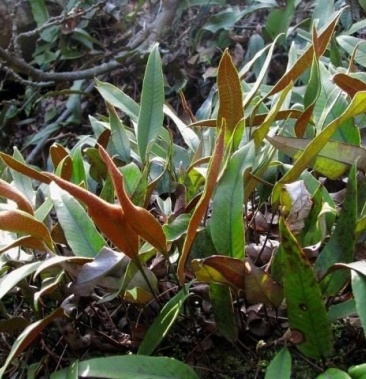 石韦野生石韦小叶石韦