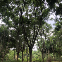 蓝花楹20公分18-20公分有量供应