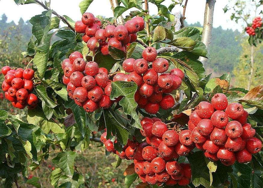歪把红山楂特写