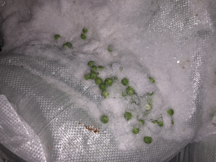豌豆冻害症状图,展示不同冻害程度下的植株表现 豌豆冻害症状图