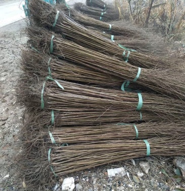 红榉小苗,榉树小苗,自产自销