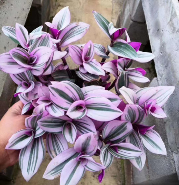 油画婚礼吊兰盆栽胭脂云多肉盆栽 基地直销 一手货源