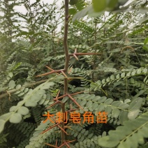 处理山西大刺皂角苗2年3年1公分0.5公分皂角苗