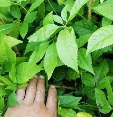 长梗刺五加刺五加刺五加苗长梗刺五加苗