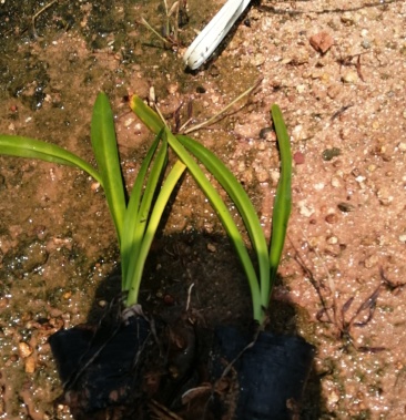 蜘蛛兰25至45高蜘蛛兰