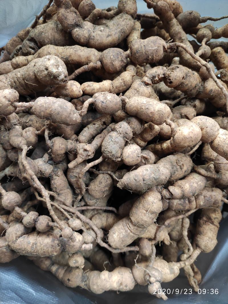 野生巴戟天鸡肠薯鸡肠风