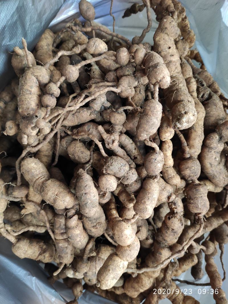 野生巴戟天鸡肠薯鸡肠风