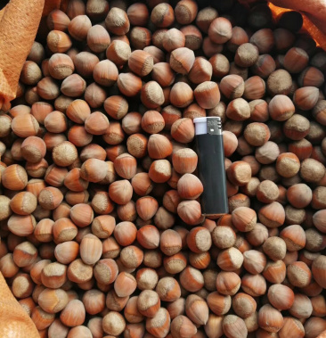 东北平欧大果榛子新果