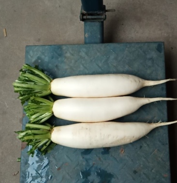 河北石家庄新乐白罗卜大量上市质量无任何毛病