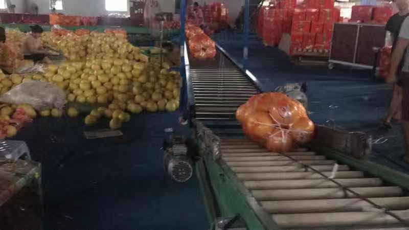 山红蜜柚在果汁加工厂中被清洗和分拣 山红蜜柚加工生产线