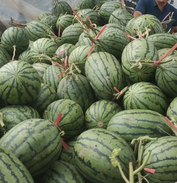 网红牛奶爆瓜!刚上市