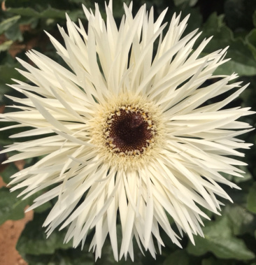 拉丝非洲菊苗(扶朗花)