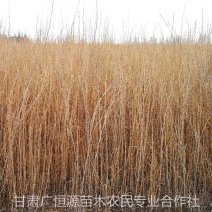 2021年梭梭苗供应商甘肃梭梭基地梭梭苗木价格