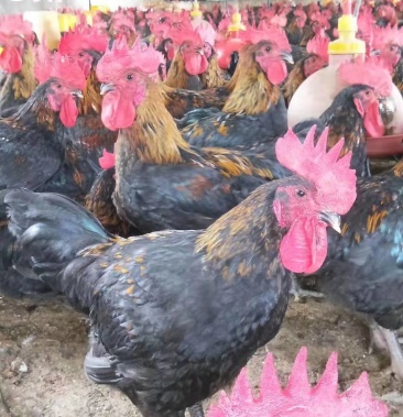 天露黑5鸡苗 天露黑鸡苗 快大黑鸡苗批发 黑鸡苗