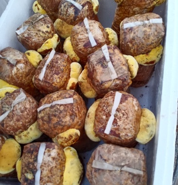 西峡县科达菌种厂桑黄菌包种植基地有桑黄菌种,和桑黄菌包