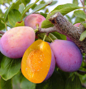 嫁接苗女神西梅李子糖心李子庭院地栽现挖发货当年结果